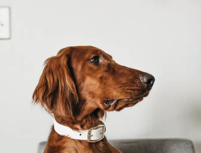 dog sitting on chair with a white collar