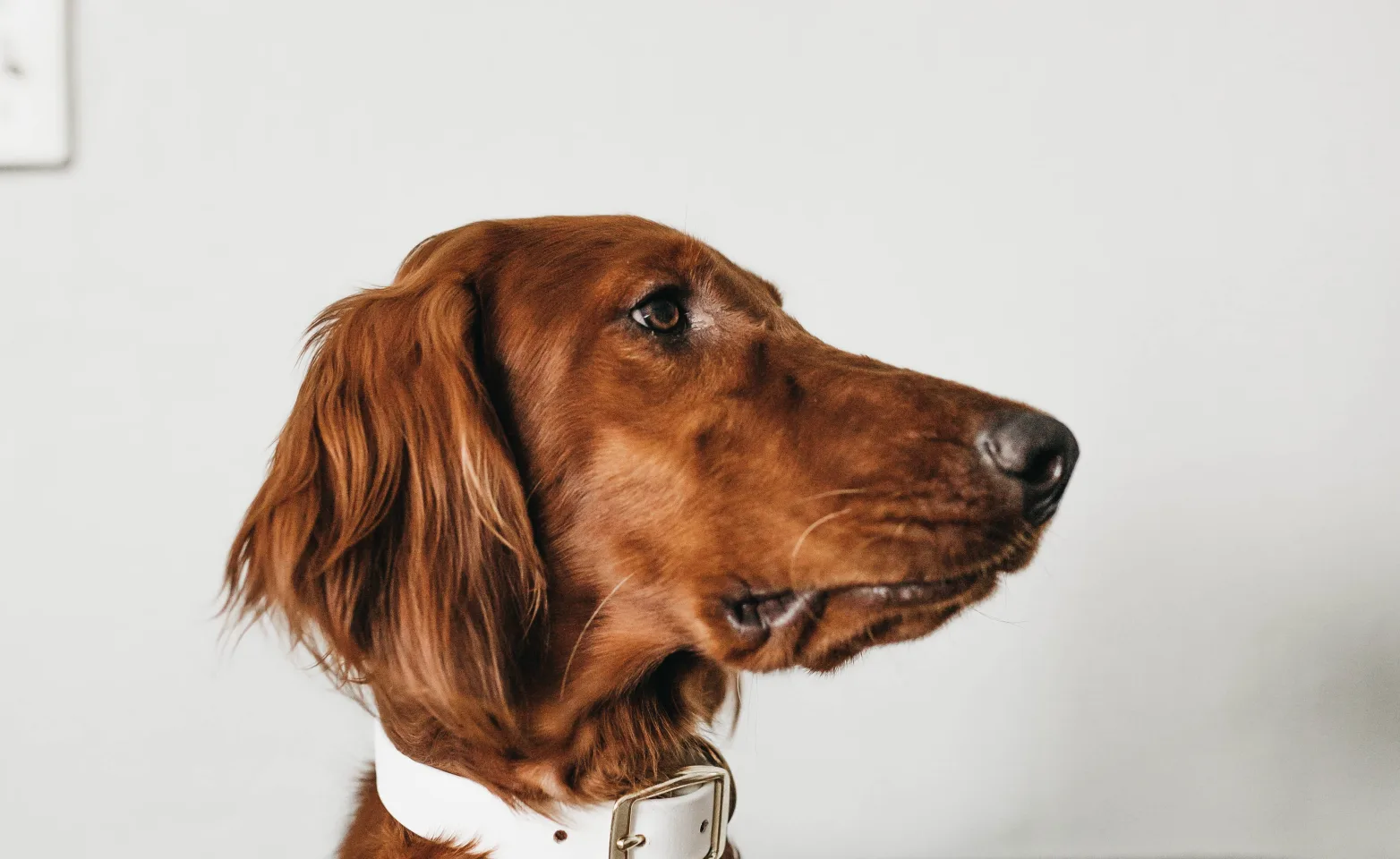 dog sitting on chair with a white collar