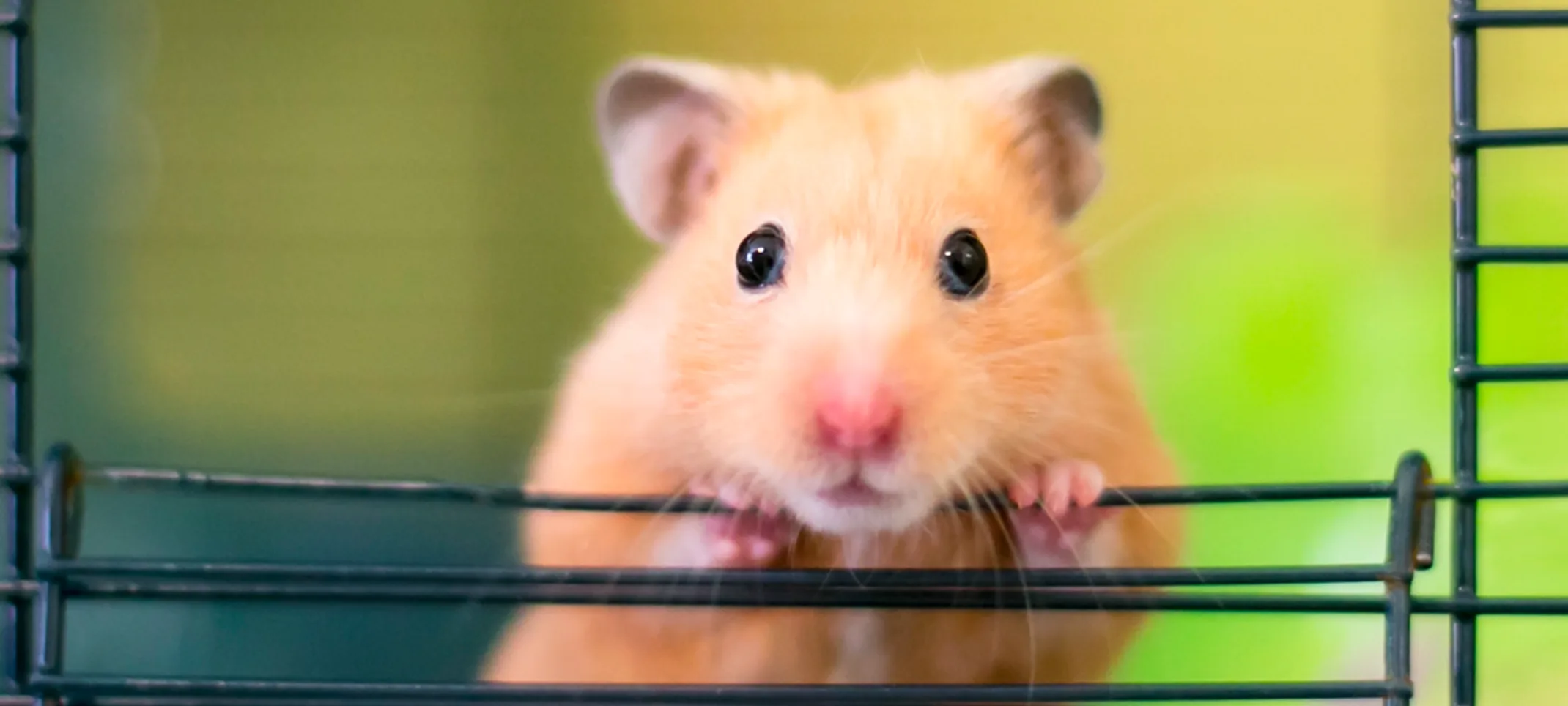 Hamster leaning on cage