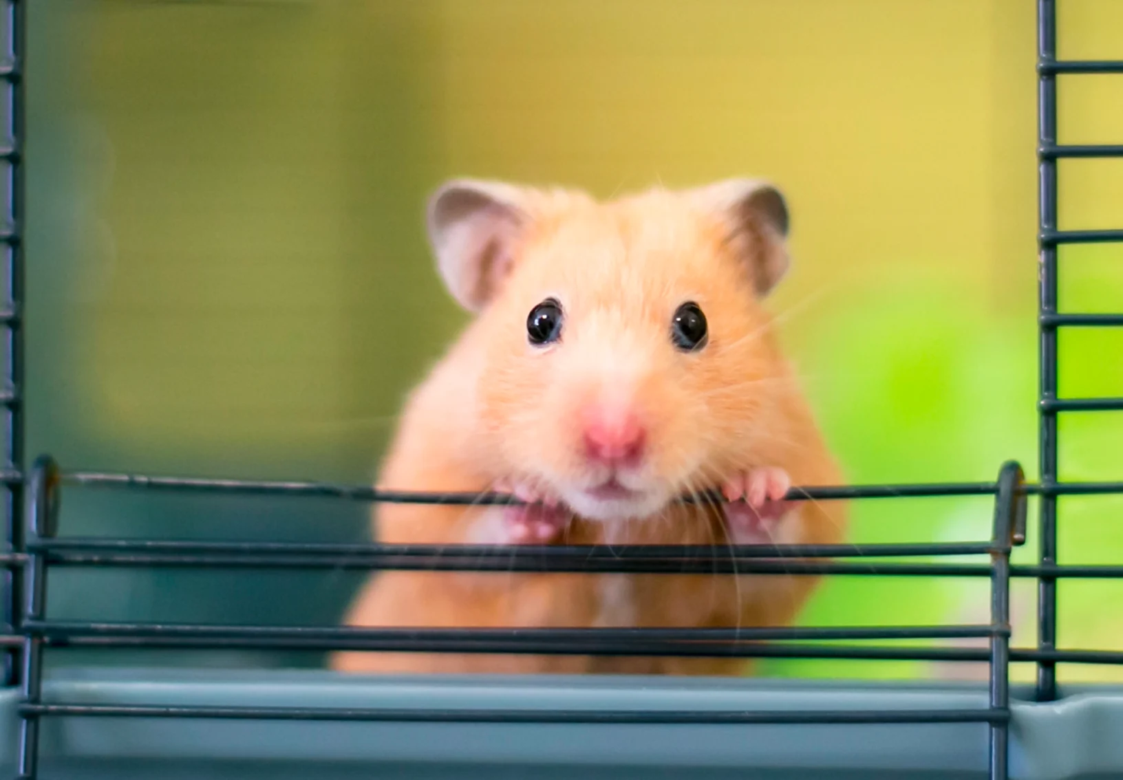 Hamster leaning on cage