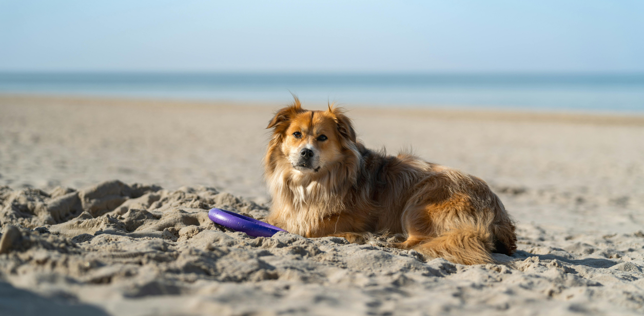 A dog with a long coat lays on a hot beach 