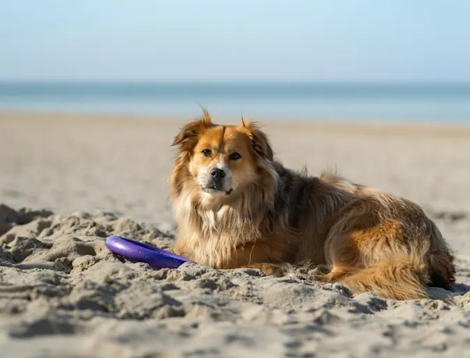 A dog with a long coat lays on a hot beach A dog with a long coat lays on a hot beach