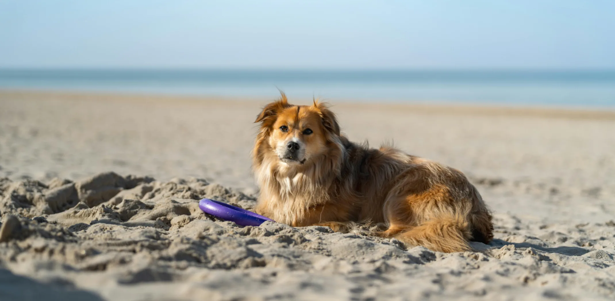 A dog with a long coat lays on a hot beach A dog with a long coat lays on a hot beach