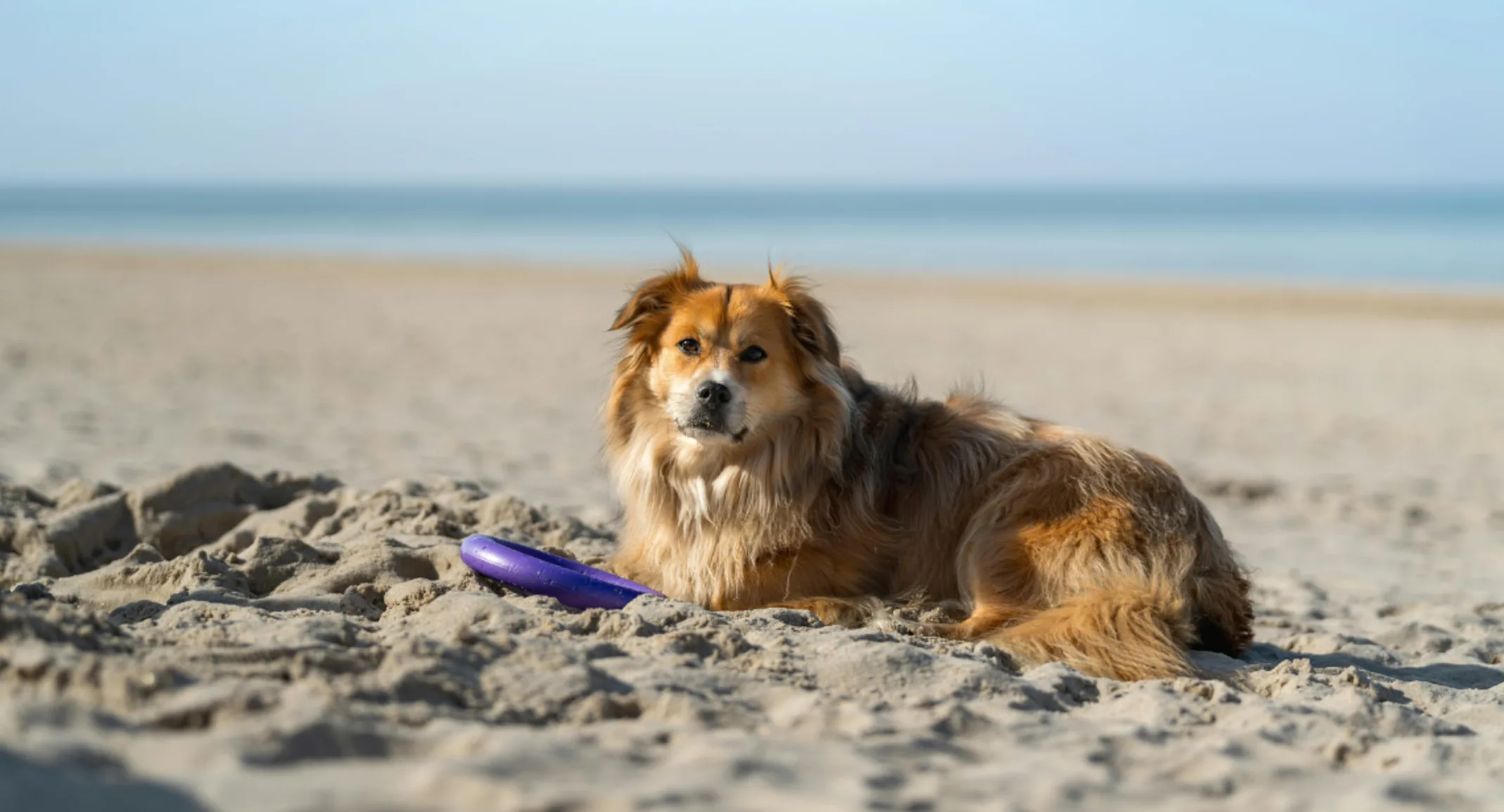A dog with a long coat lays on a hot beach A dog with a long coat lays on a hot beach