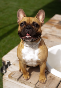 Dog smiling at the camera