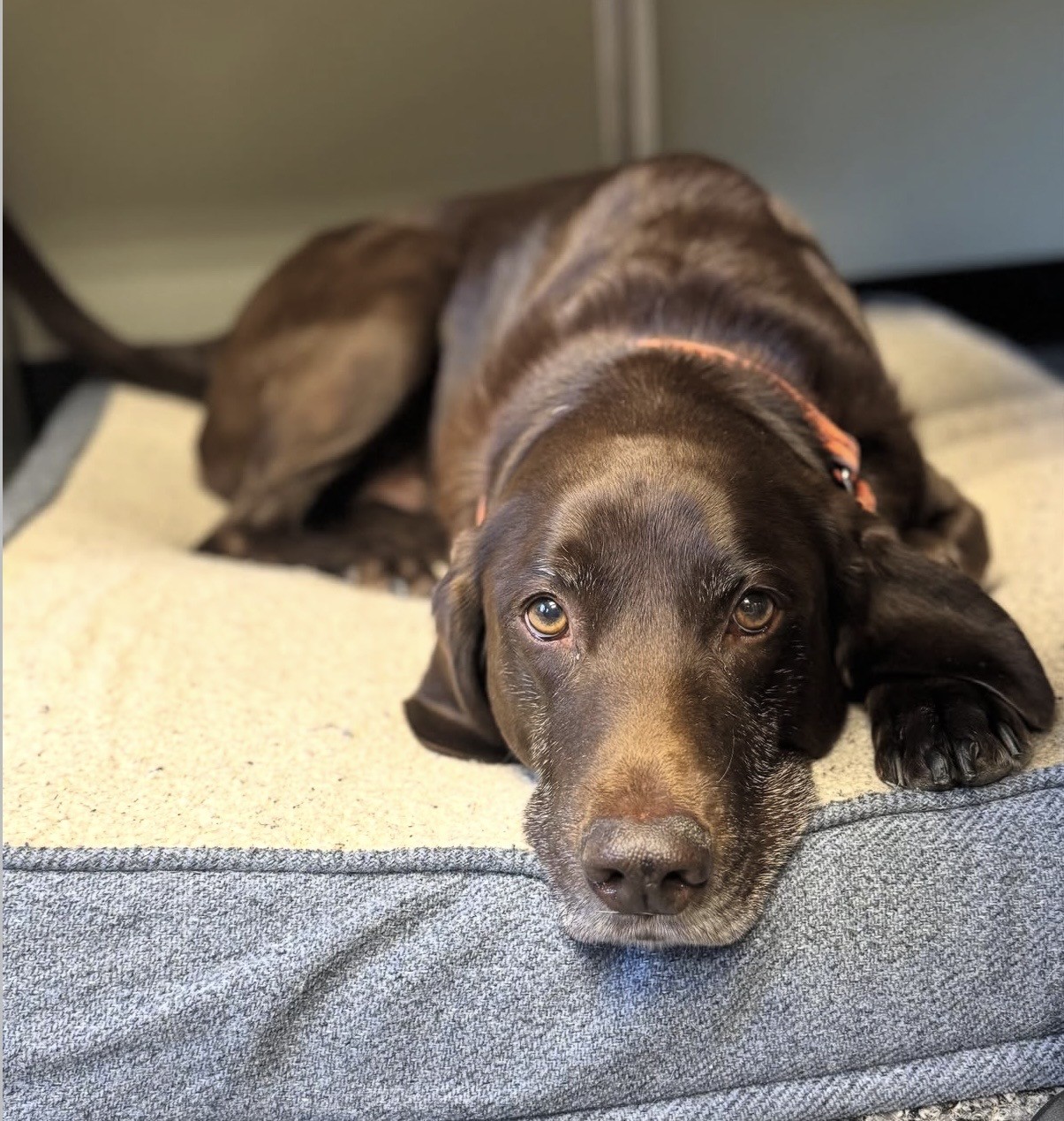 Brown dog lying on a bed