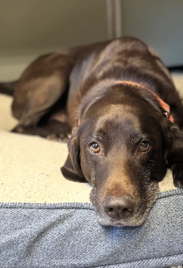 Brown dog lying on a bed Brown dog lying on a bed