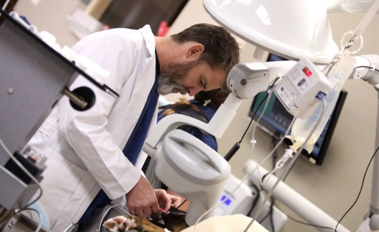 Doctor tending to a dog Doctor tending to a dog