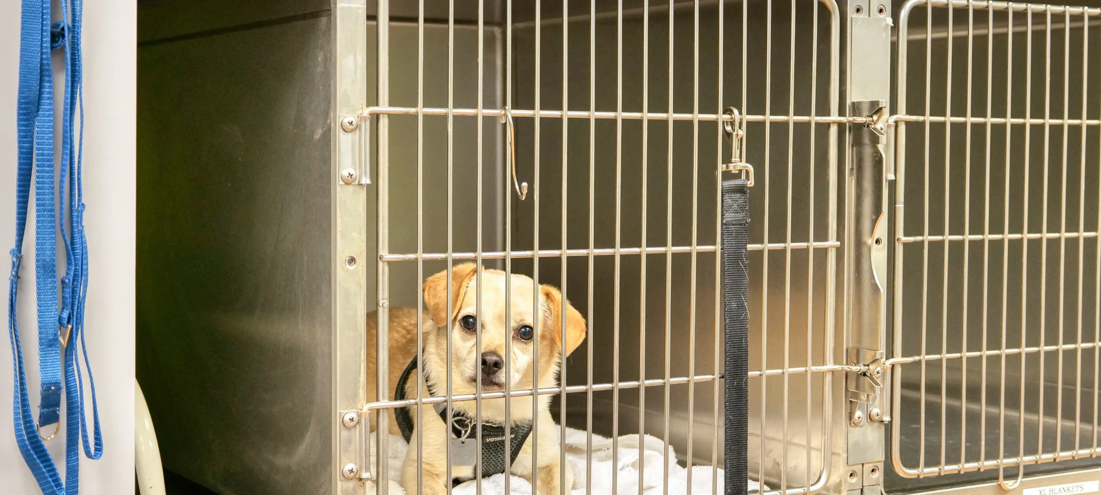 A Dog in a Kennel at Tigard Animal Hospital