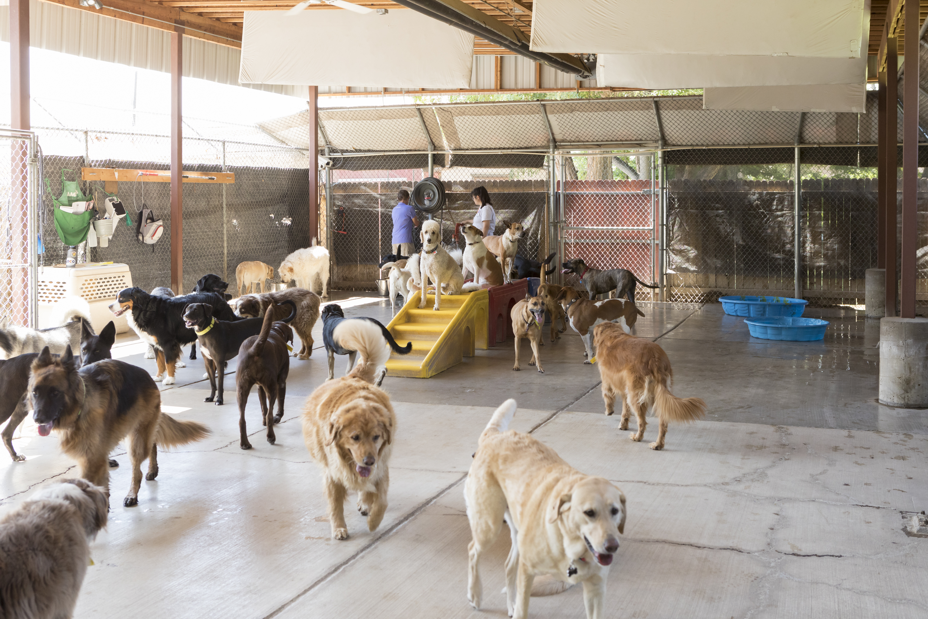 Lots of dogs playing in the dog daycare yard.