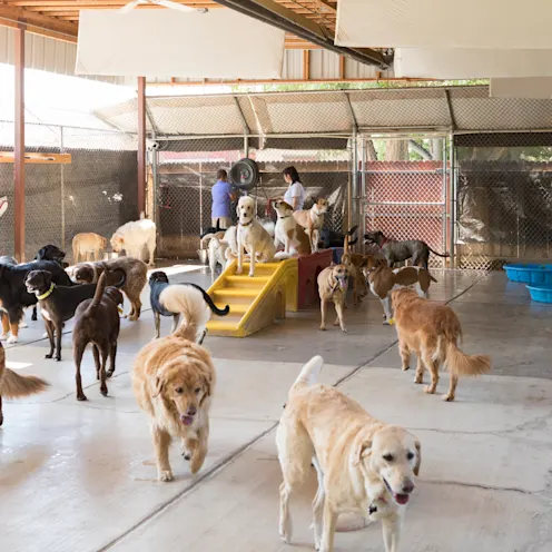 Lots of dogs playing in the dog daycare yard. Lots of dogs playing in the dog daycare yard.