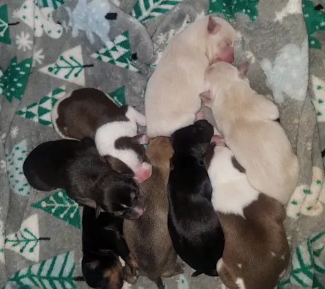 New born puppies litter