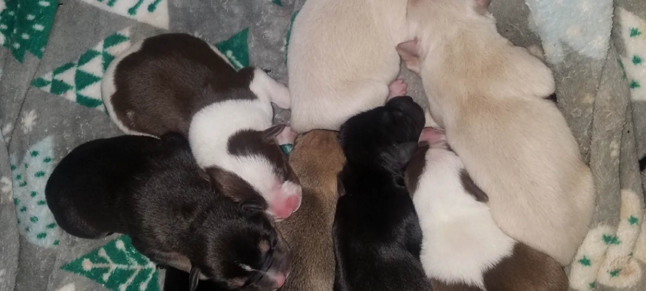New born puppies litter New born puppies litter