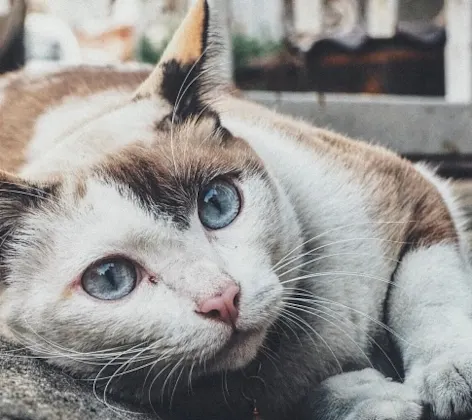Cat laying on floor Cat laying on floor