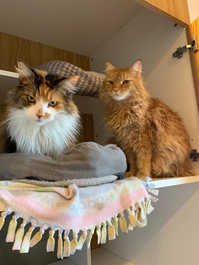 Two Cats Sitting on a Cabinet Shelf