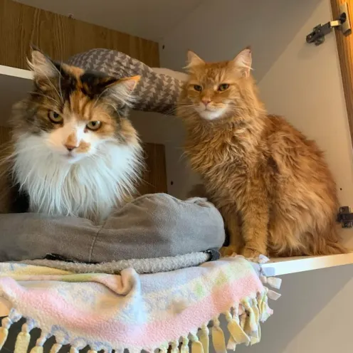 Two Cats Sitting on a Cabinet Shelf