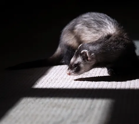 Ferret in home in the shadows Ferret in home in the shadows