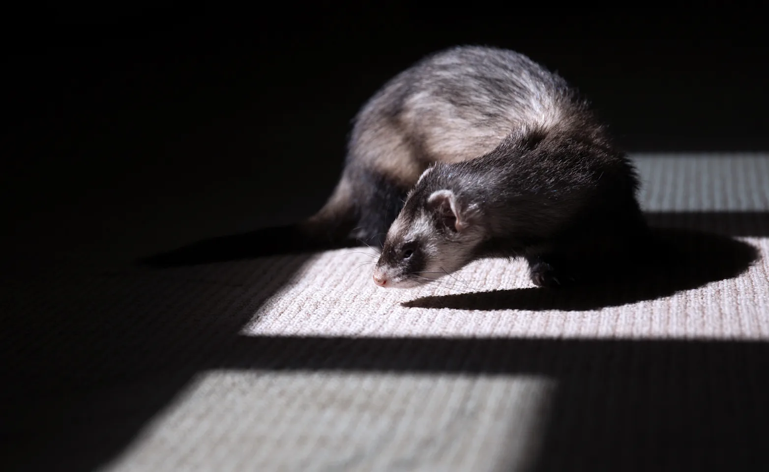 Ferret in home in the shadows Ferret in home in the shadows