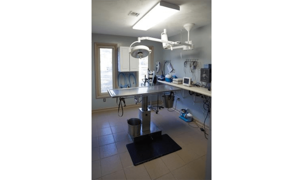 Princess Anne Veterinary Hospital Examination