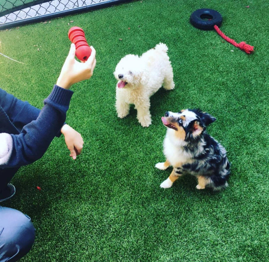 Toby the dog and Ash the dog sitting playing with staff
