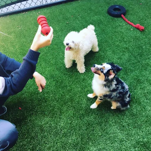 Toby the dog and Ash the dog sitting playing with staff Toby the dog and Ash the dog sitting playing with staff