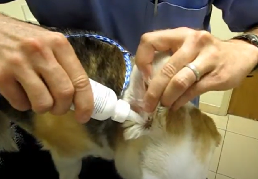 Vet cleaning dogs ear