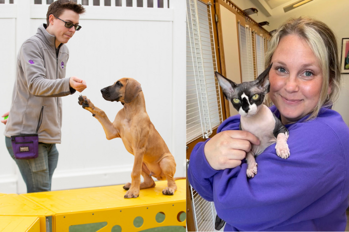 A dog is trained while at PetSuites and a cat is held by staff 