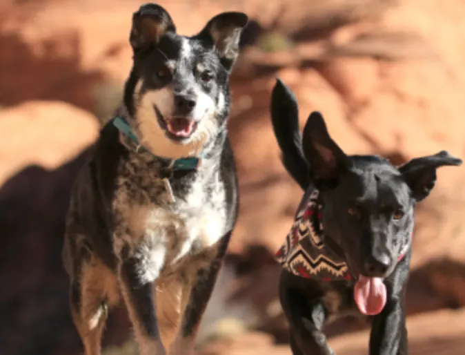Two Black Dogs Standing on Rocks in the Desert Two Black Dogs Standing on Rocks in the Desert