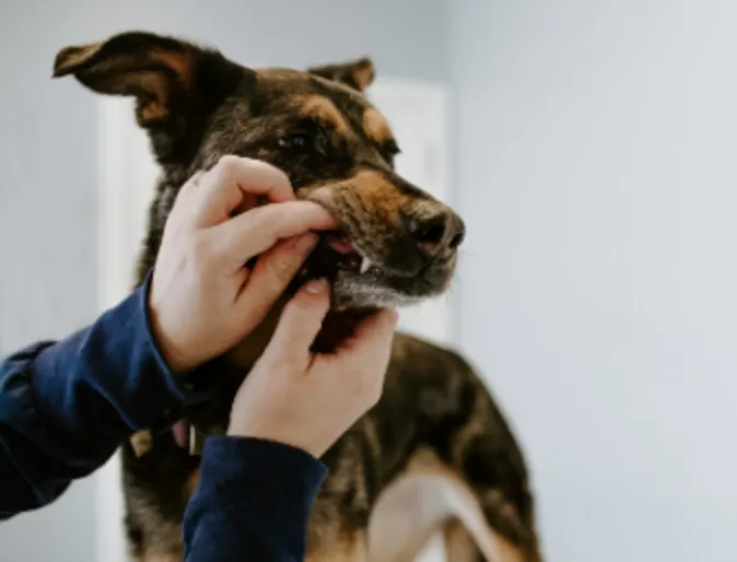 Dog having Teeth Examined