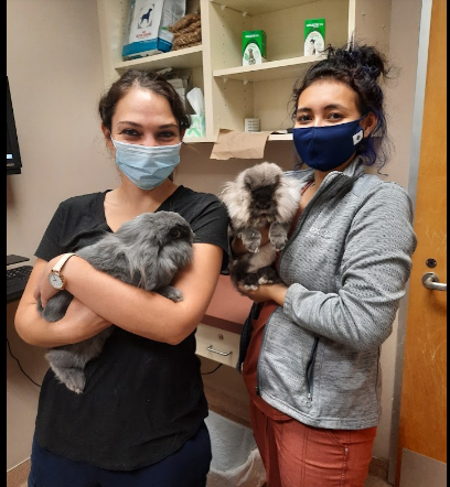 Two Staff Members Holding Rabbits