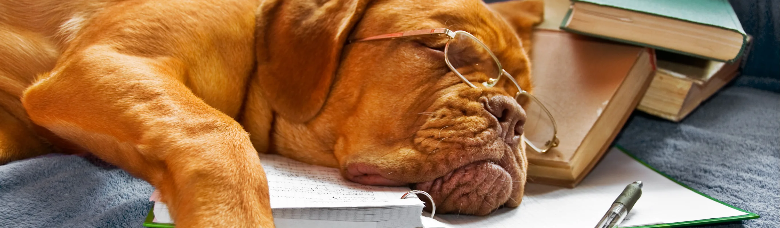 dog sleeping on couch dog sleeping on couch
