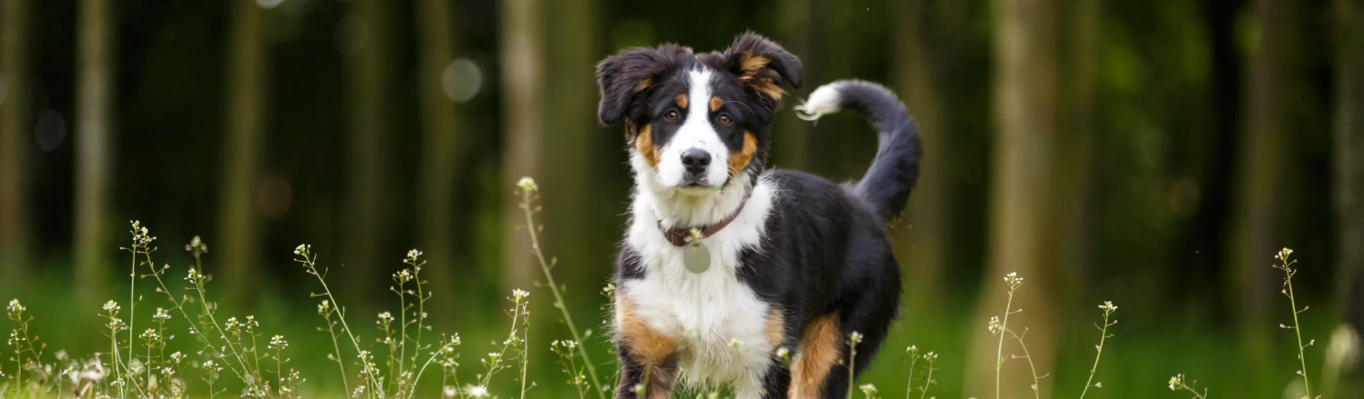Dog in the meadow Dog in the meadow
