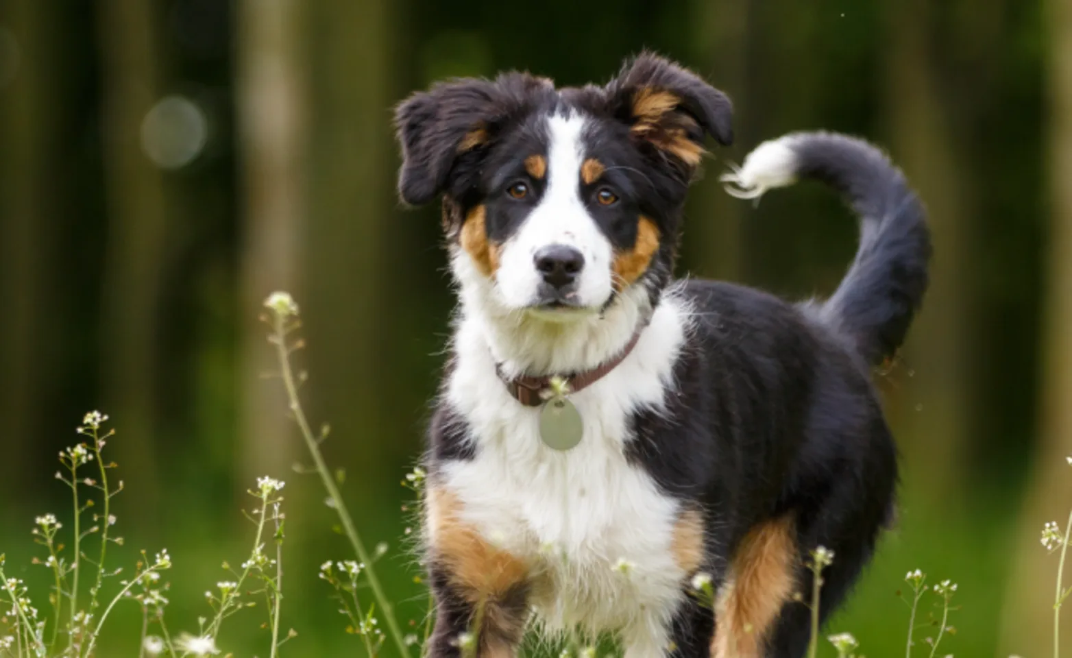 Dog in the meadow Dog in the meadow
