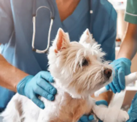 White dog having its leg wrapped up at the vet