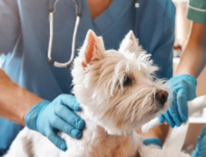 White dog having its leg wrapped up at the vet White dog having its leg wrapped up at the vet