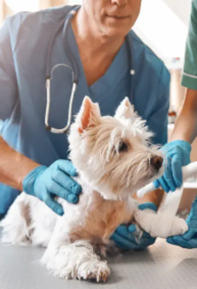 White dog having its leg wrapped up at the vet