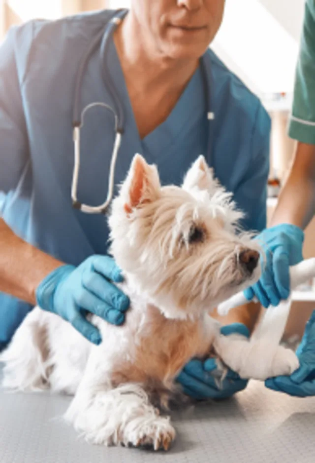 White dog having its leg wrapped up at the vet White dog having its leg wrapped up at the vet