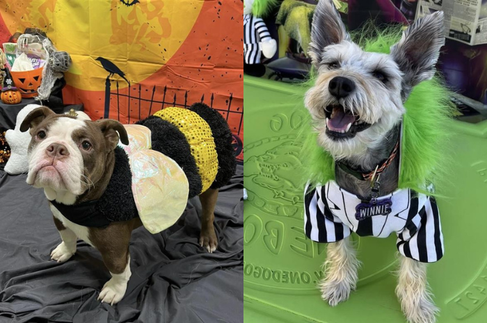 Two dogs pose in halloween costumes while at PetSuites.