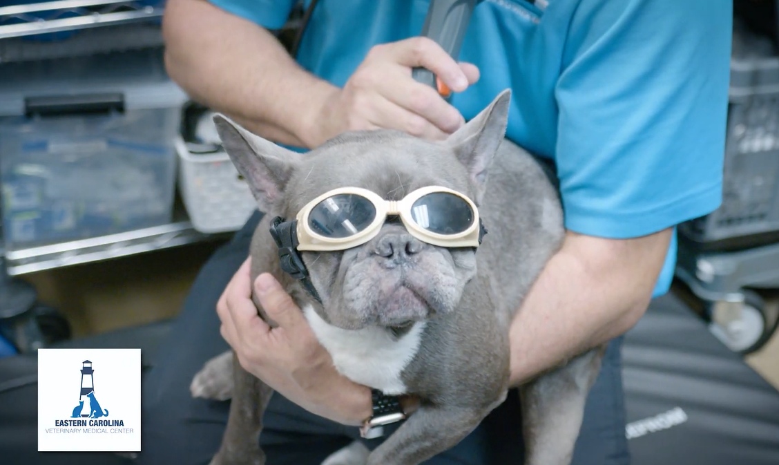Dog wearing eye protectant goggles.
