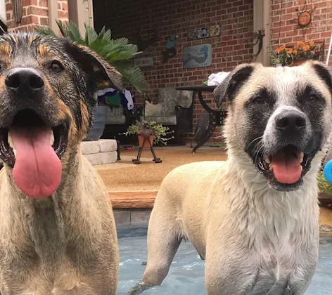 Two dogs playing in water Two dogs playing in water