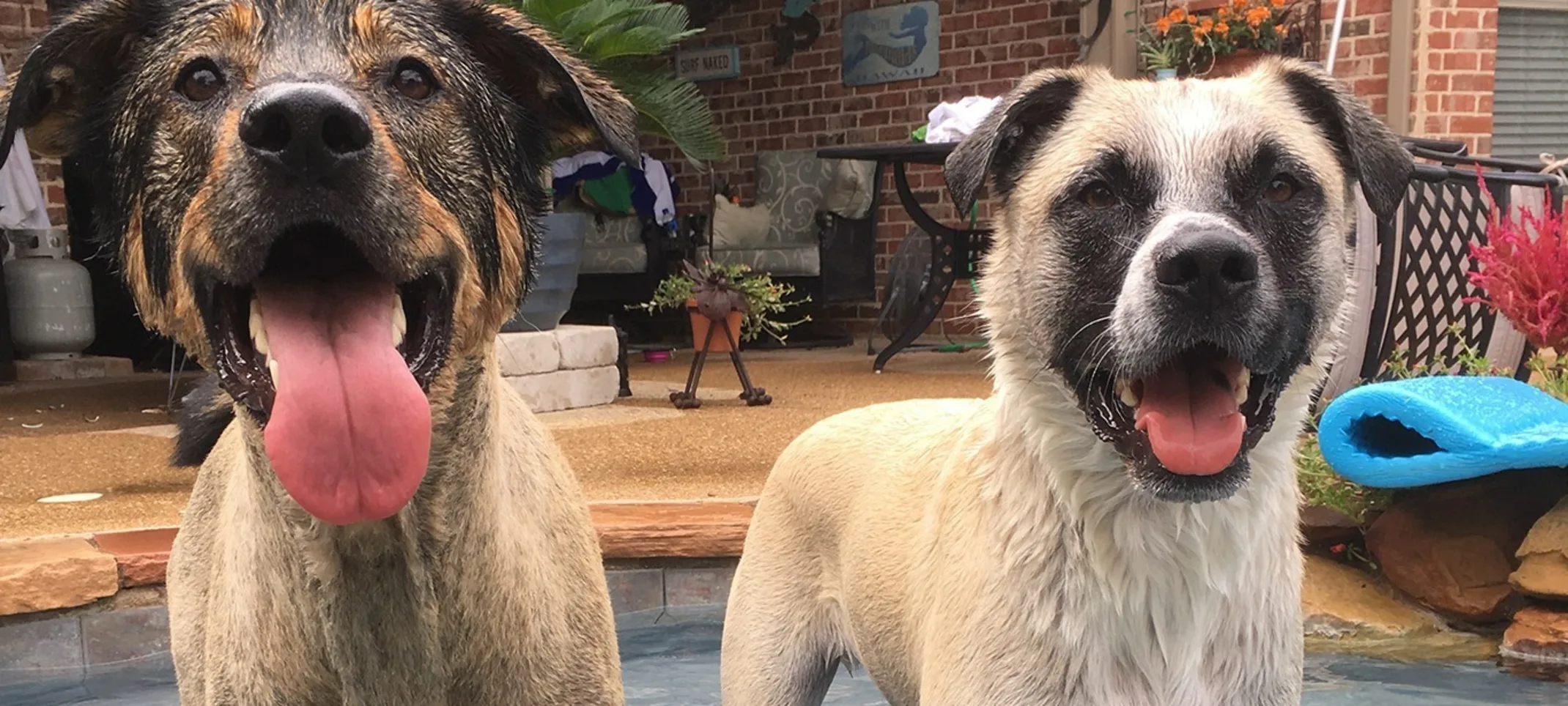 Two dogs playing in water