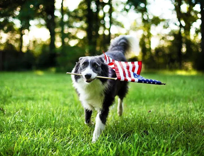 dog biting a american flag