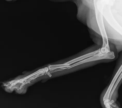 Dog X Ray Showing Radius and Ulna Fracture. Lateral View