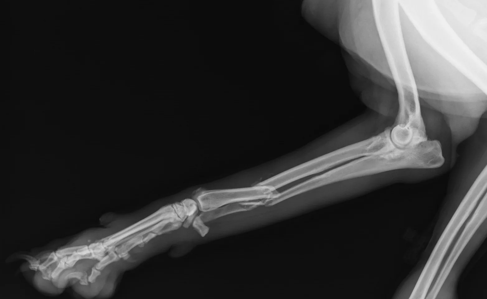 Dog X Ray Showing Radius and Ulna Fracture. Lateral View Dog X Ray Showing Radius and Ulna Fracture. Lateral View