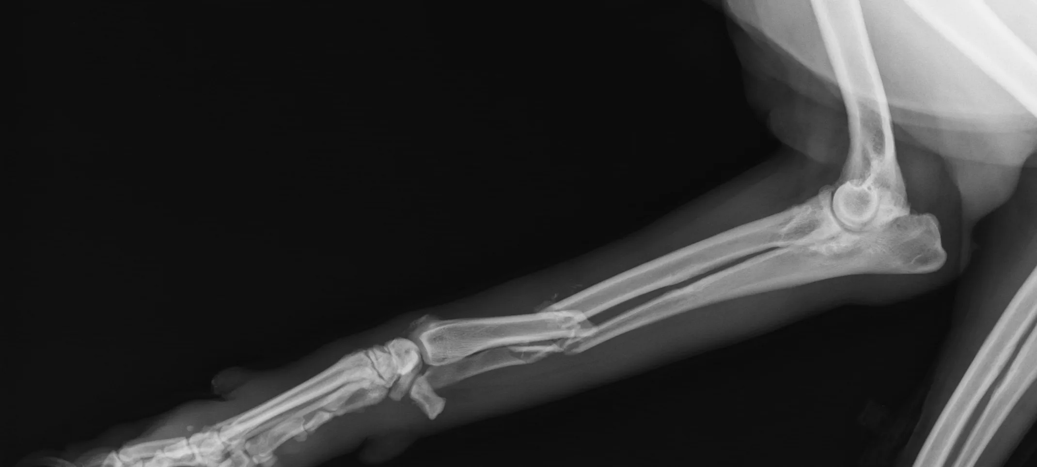 Dog X Ray Showing Radius and Ulna Fracture. Lateral View Dog X Ray Showing Radius and Ulna Fracture. Lateral View