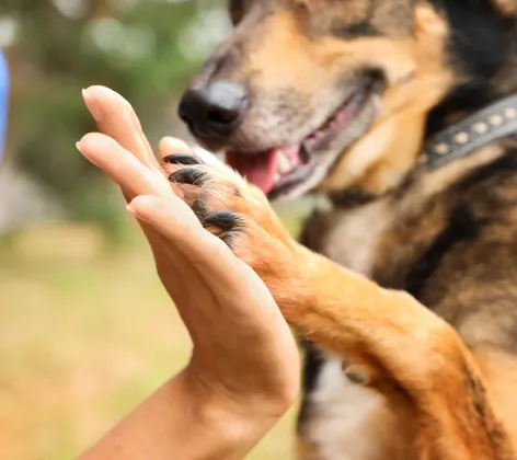 DOG HOLDING UP PAW AND HOLDING HANDS