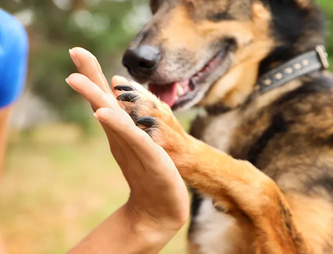 DOG HOLDING UP PAW AND HOLDING HANDS DOG HOLDING UP PAW AND HOLDING HANDS