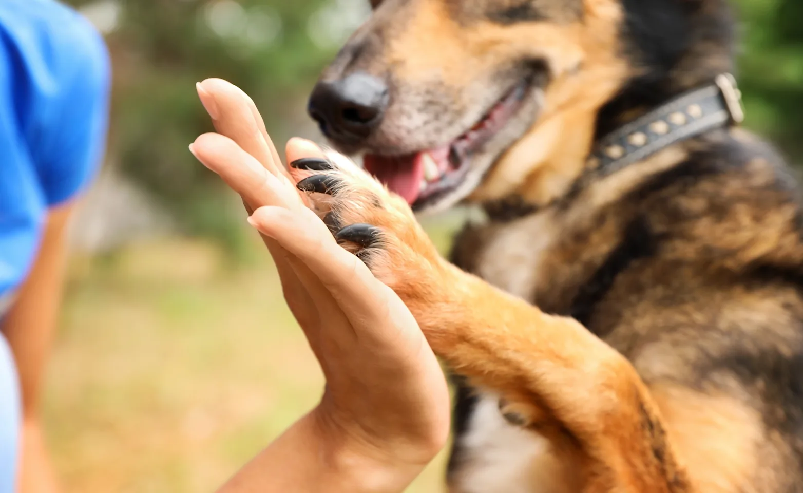 DOG HOLDING UP PAW AND HOLDING HANDS DOG HOLDING UP PAW AND HOLDING HANDS