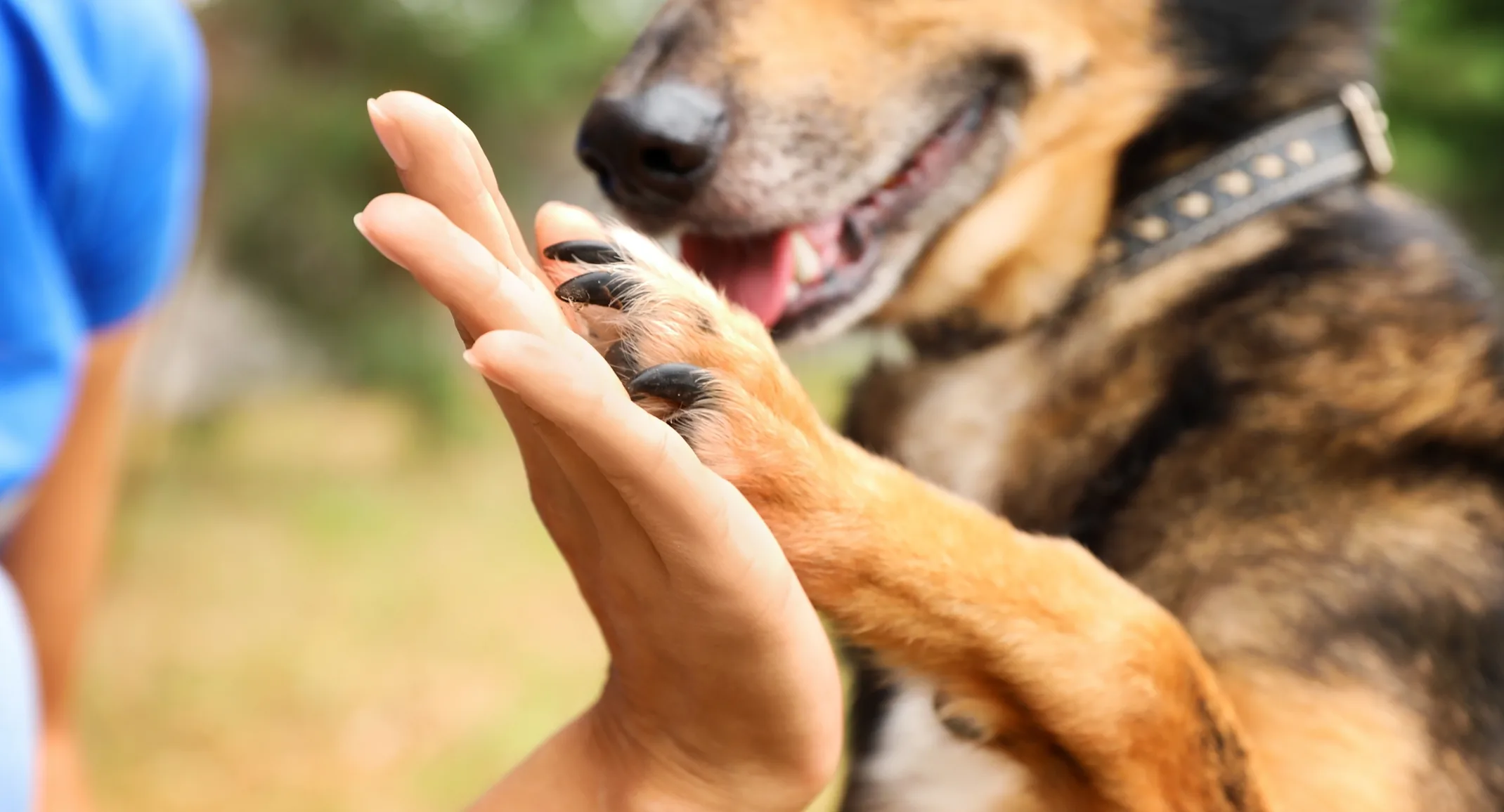 DOG HOLDING UP PAW AND HOLDING HANDS DOG HOLDING UP PAW AND HOLDING HANDS