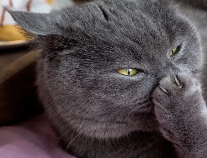 Gray cat laying on a bed with purple and pink items Gray cat laying on a bed with purple and pink items